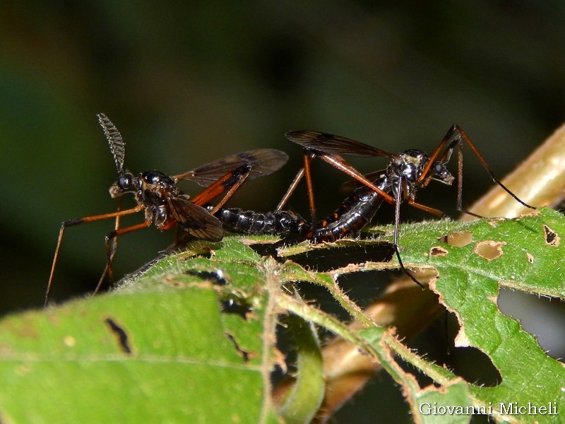 Tipulidae Ctenophorinae: Dictenidia bimaculata (cfr.)